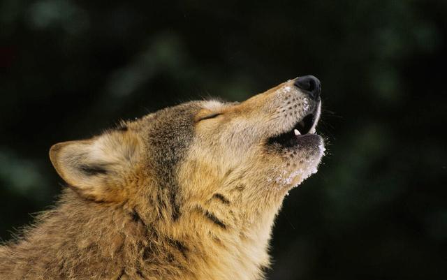 欧预赛强角逐，强者终将胜出-Bsport体育在线官网